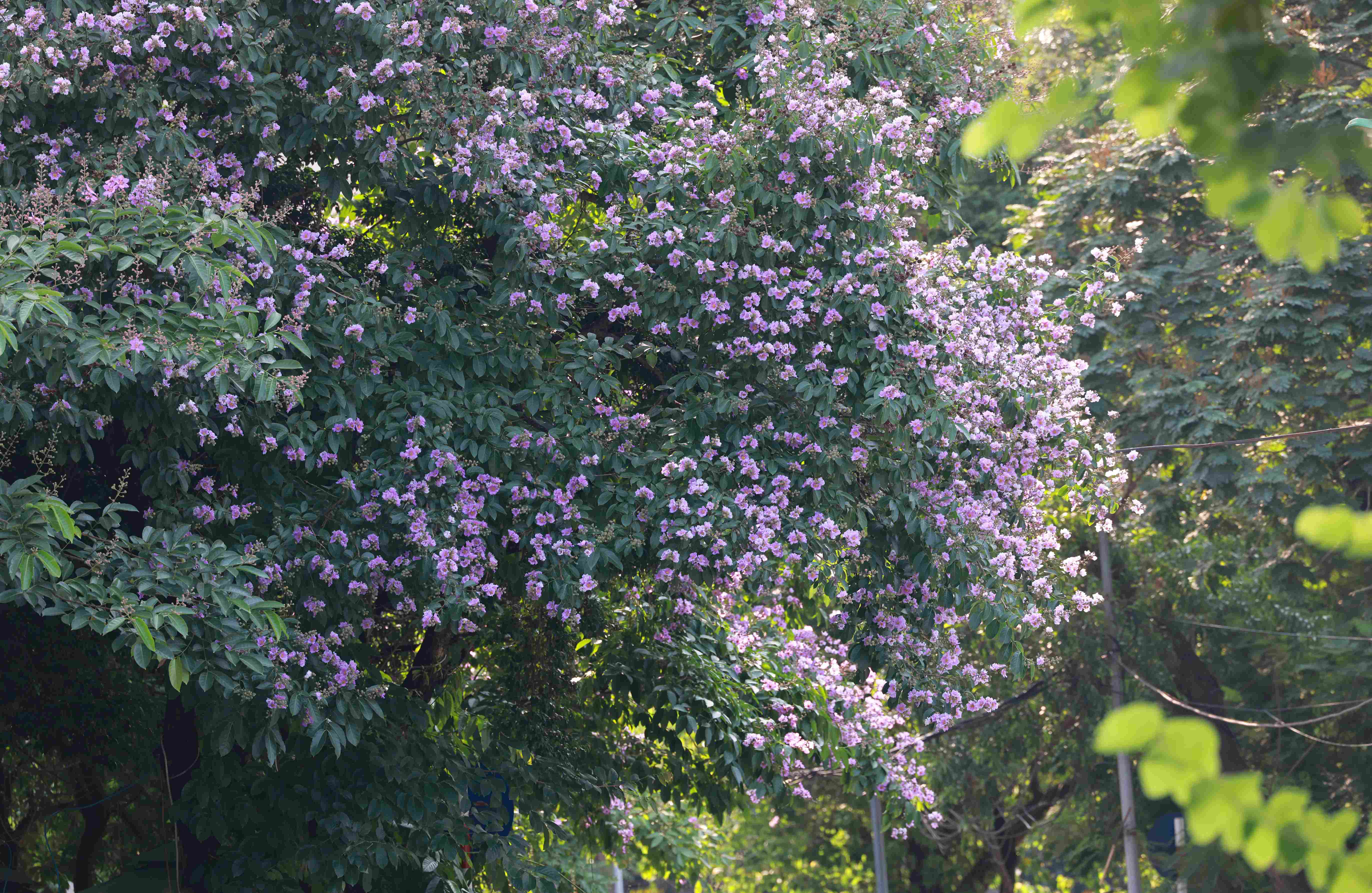 bằng lăng Hà Nội