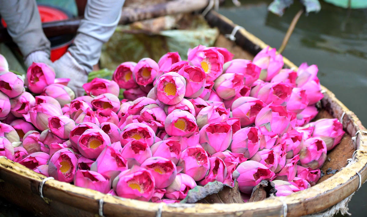 Quang An lotus tea