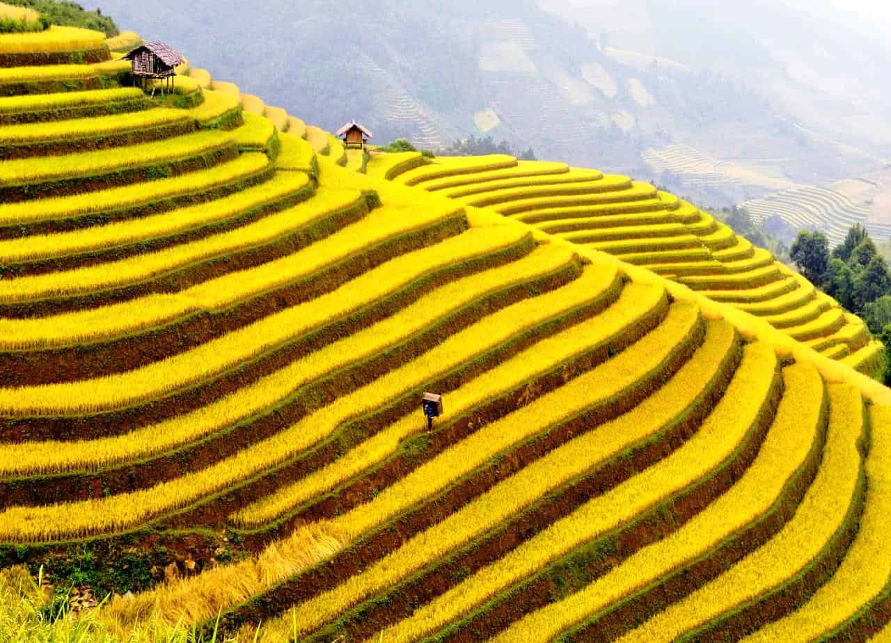 Sapa Golden Rice