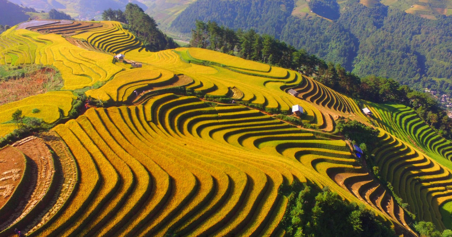 Sapa Golden Rice