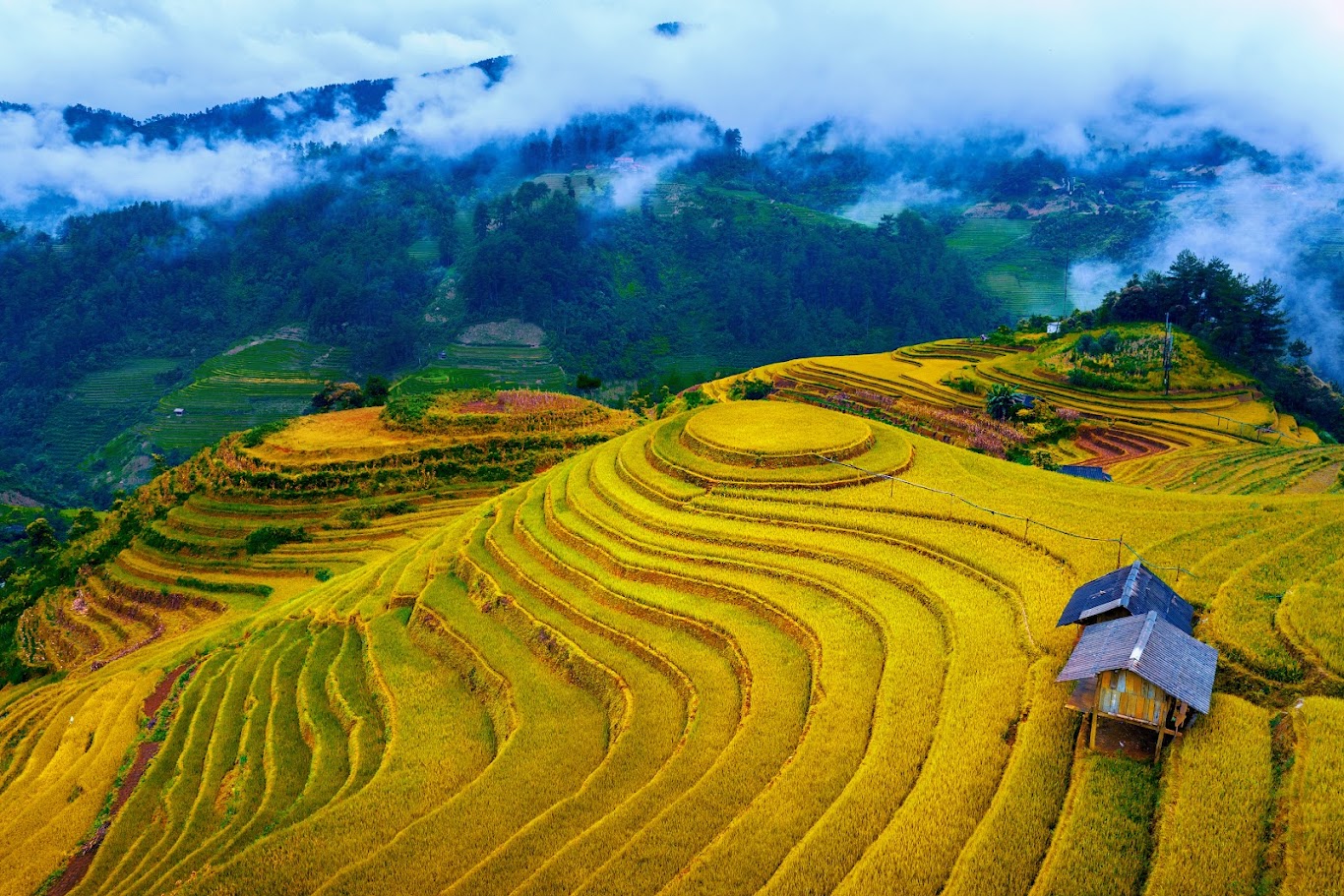 Sapa Golden Rice