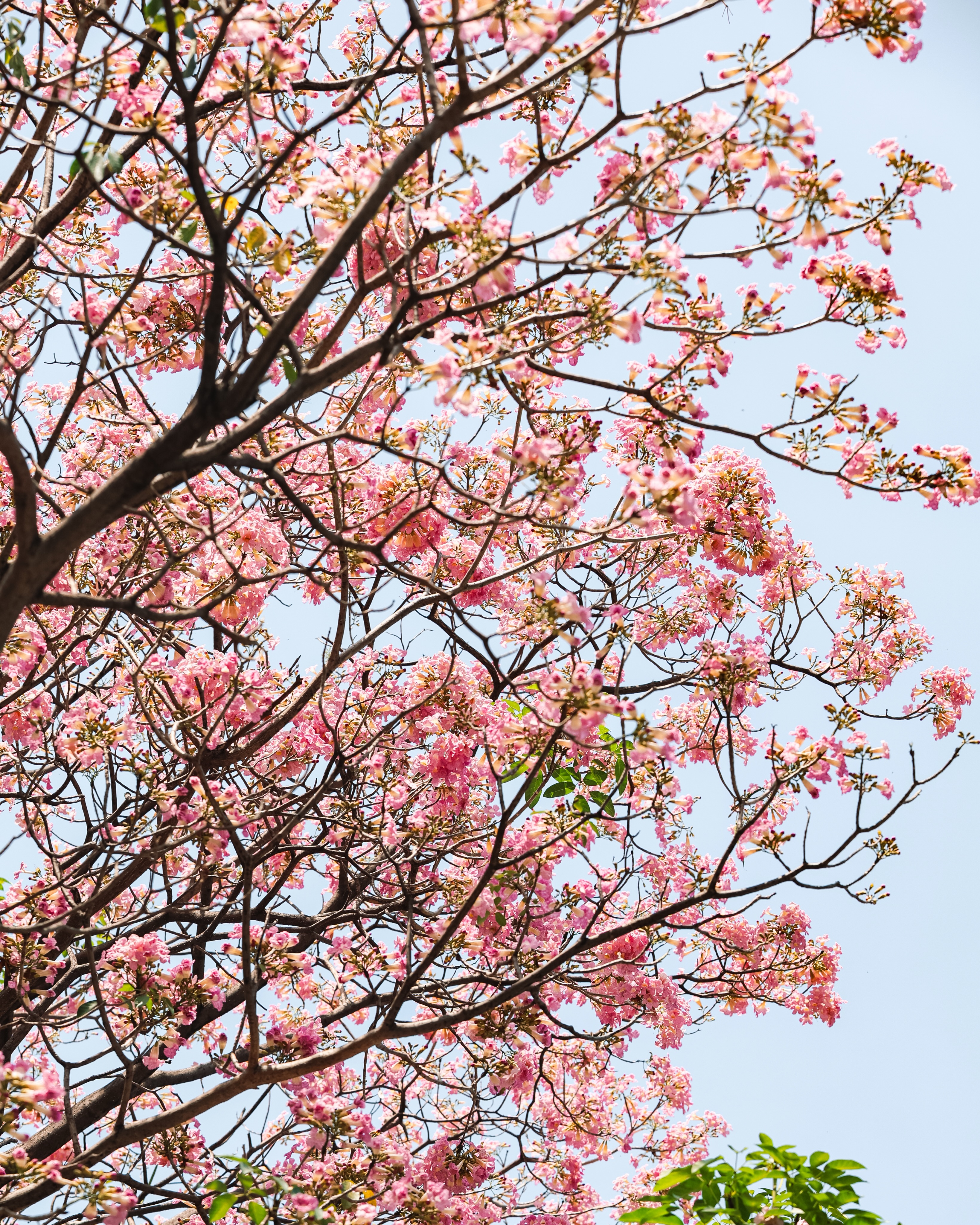 pink trumpet in Ho Chi Minh City
