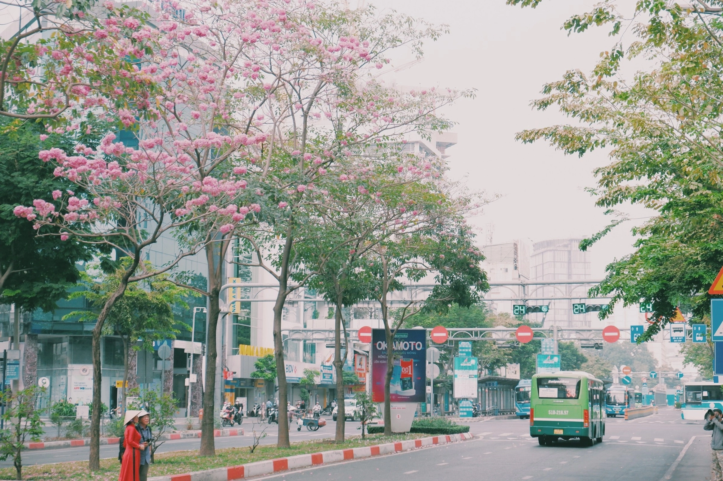pink trumpet in Ho Chi Minh City