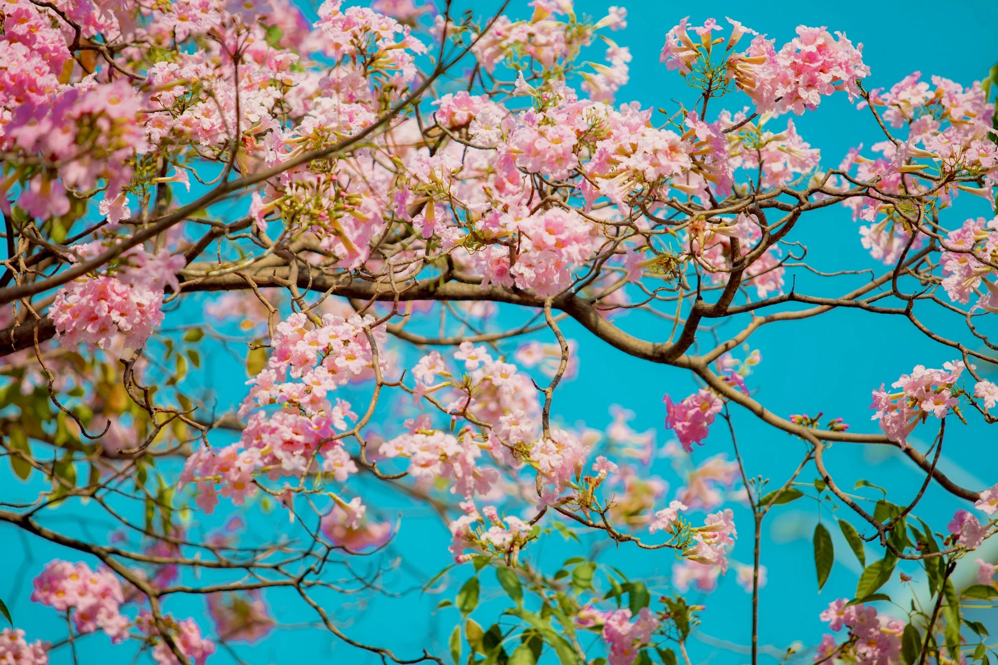 pink trumpet in Ho Chi Minh City