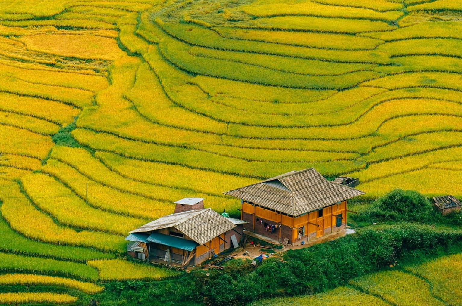 Sapa rice terraces