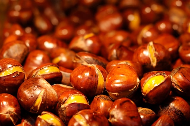 sapa chestnut