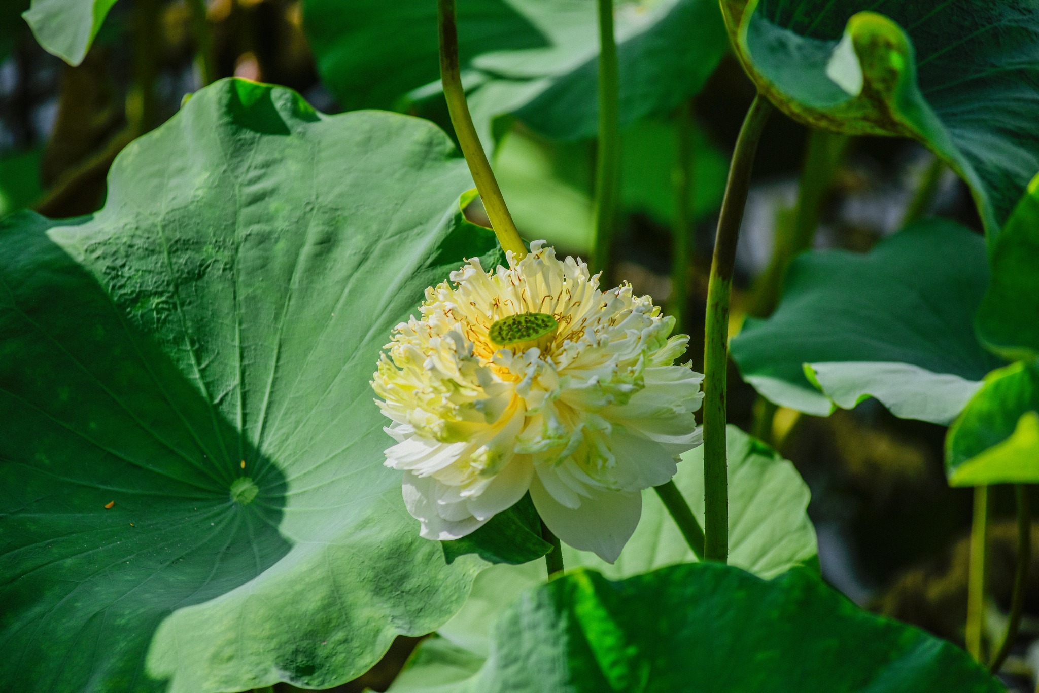 lotus hanoi