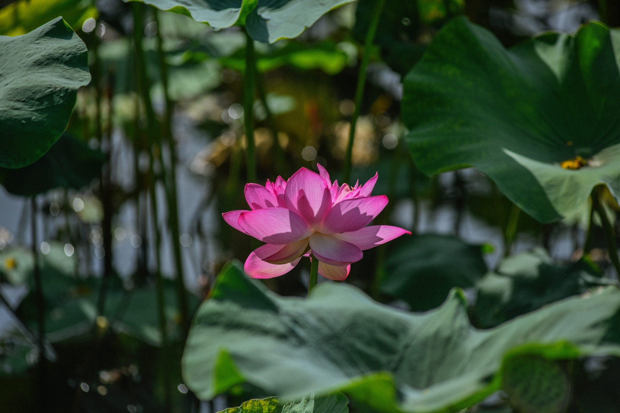 lotus hanoi