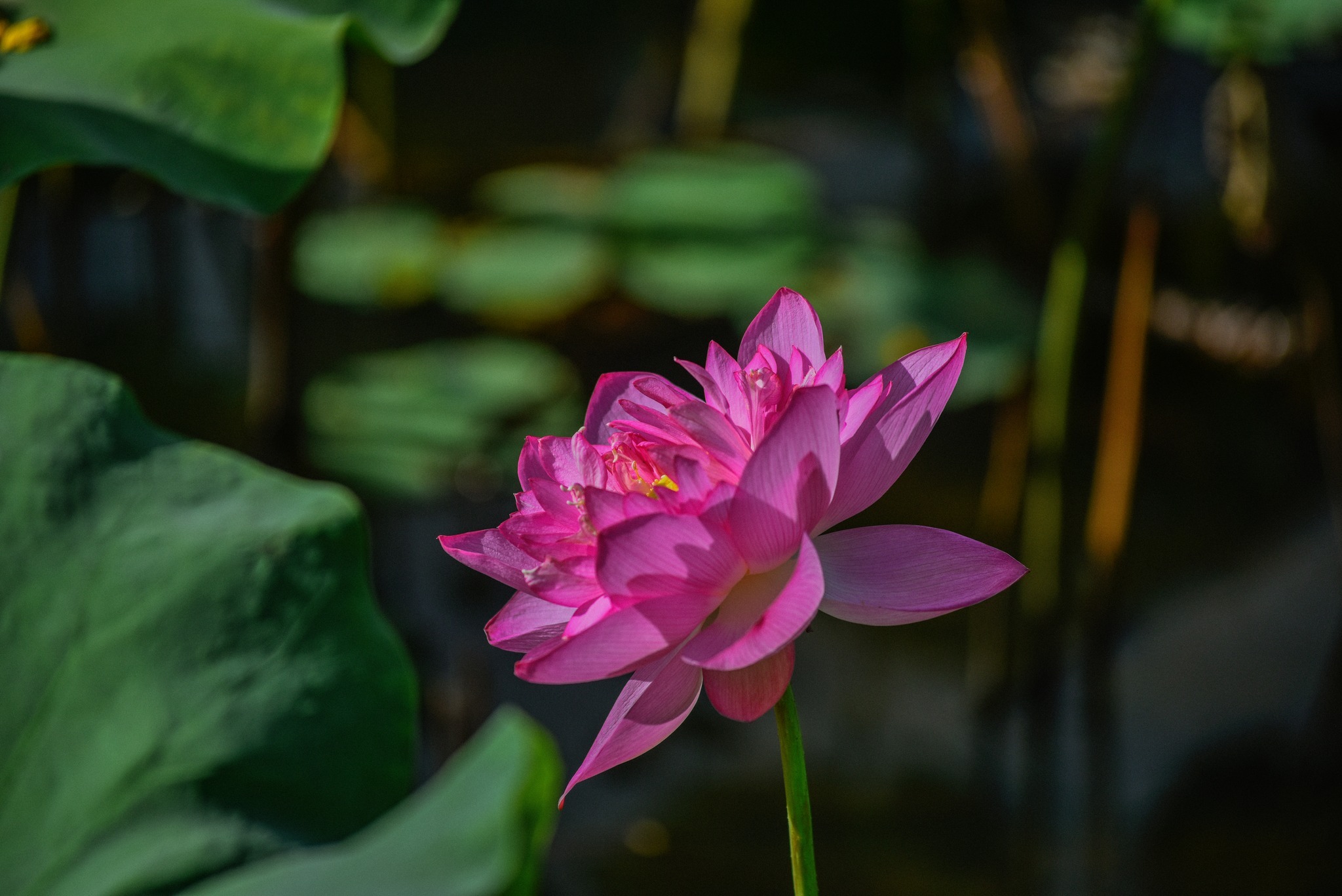 lotus hanoi