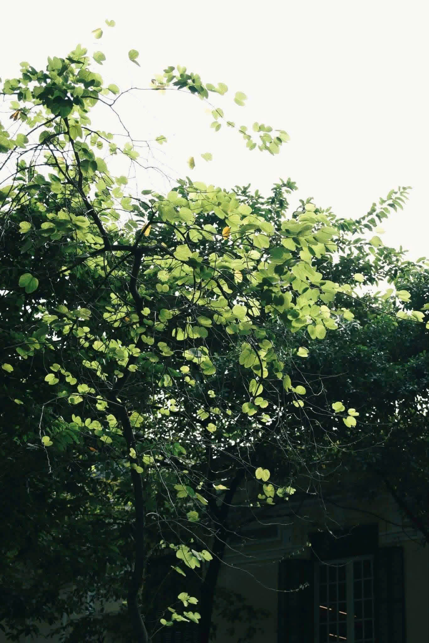Hanoi in Autumn
